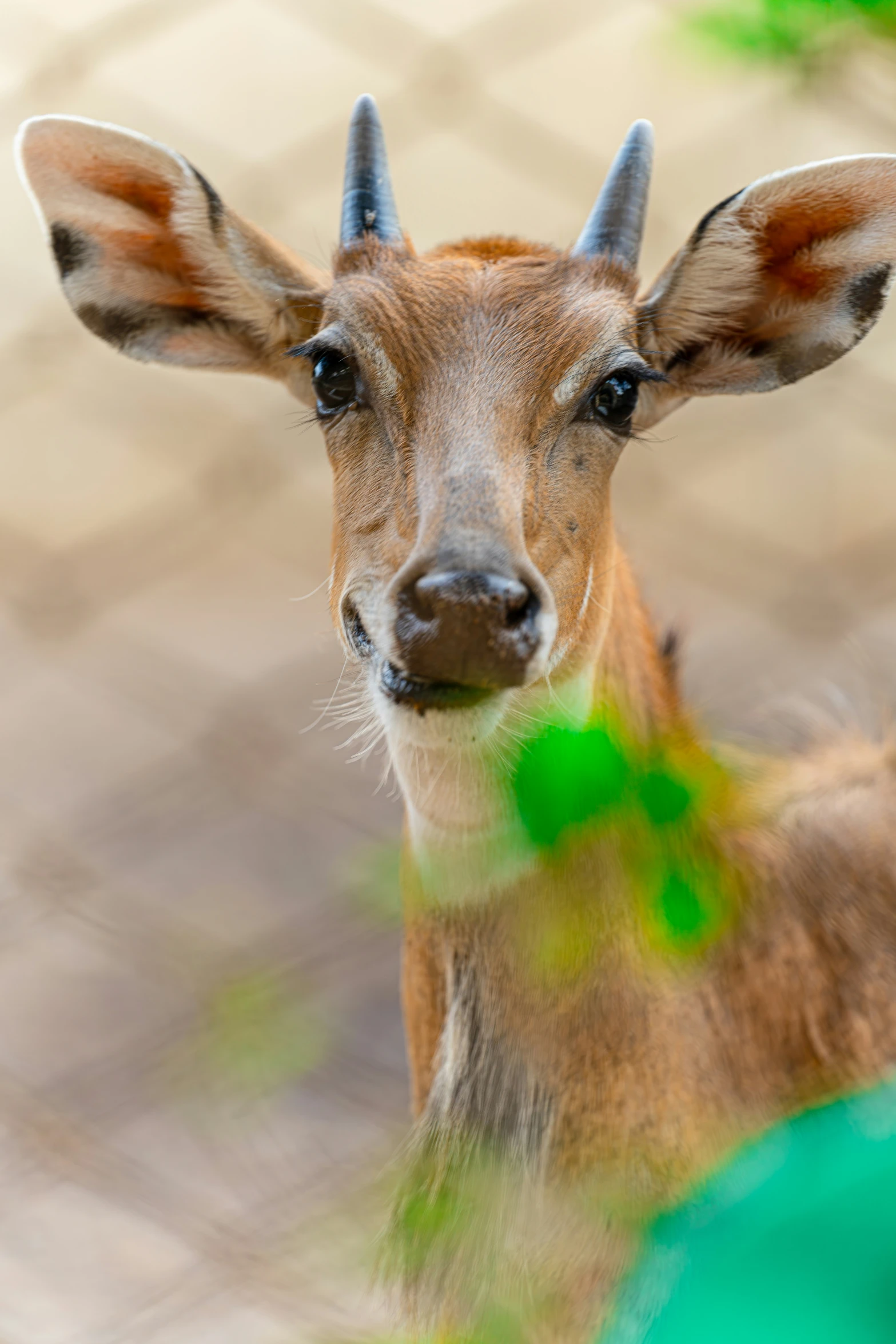 a deer is looking in the camera with a blurry effect