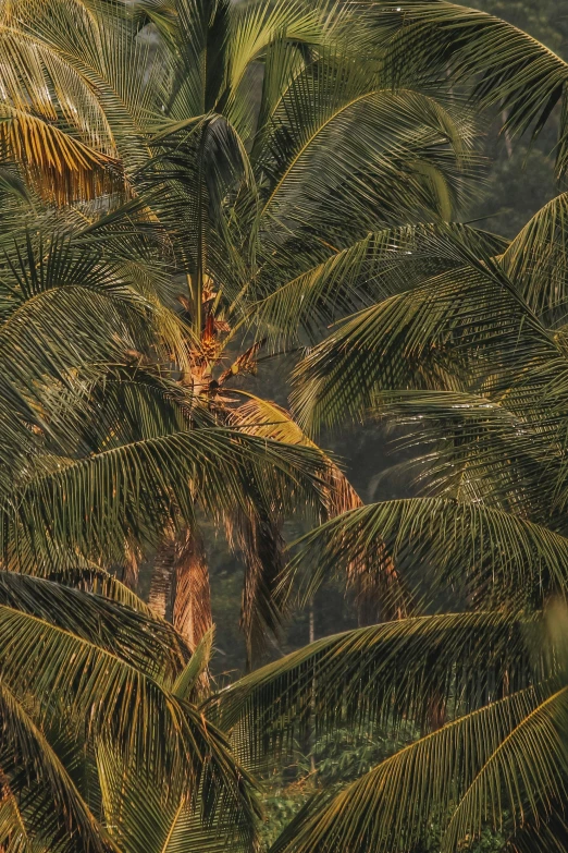 many trees with the tops bent up in the wind