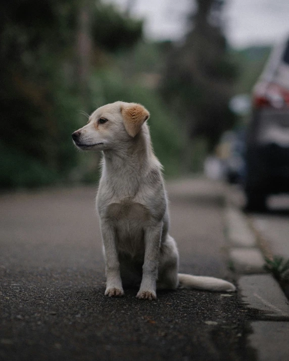 there is a white dog sitting on the street