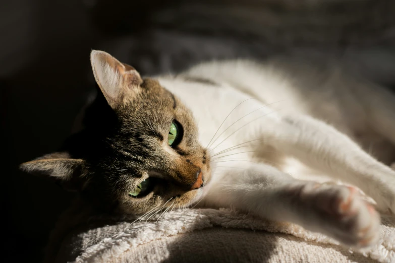 a white cat with green eyes is laying on a blanket