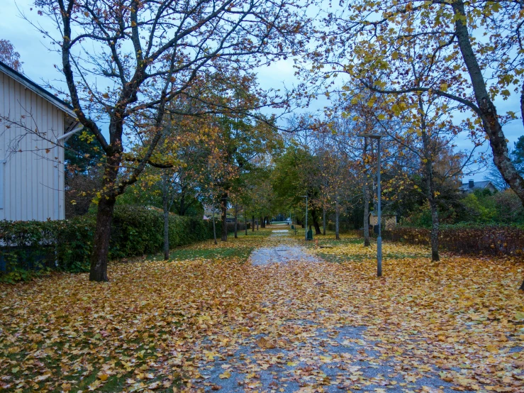 a path that leads to an out house in the fall leaves