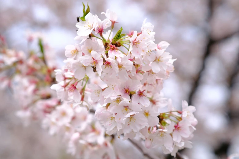 a bunch of white flowers on a tree nch