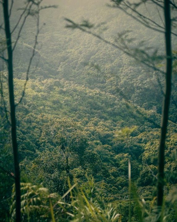 a lush green forest filled with lots of foliage