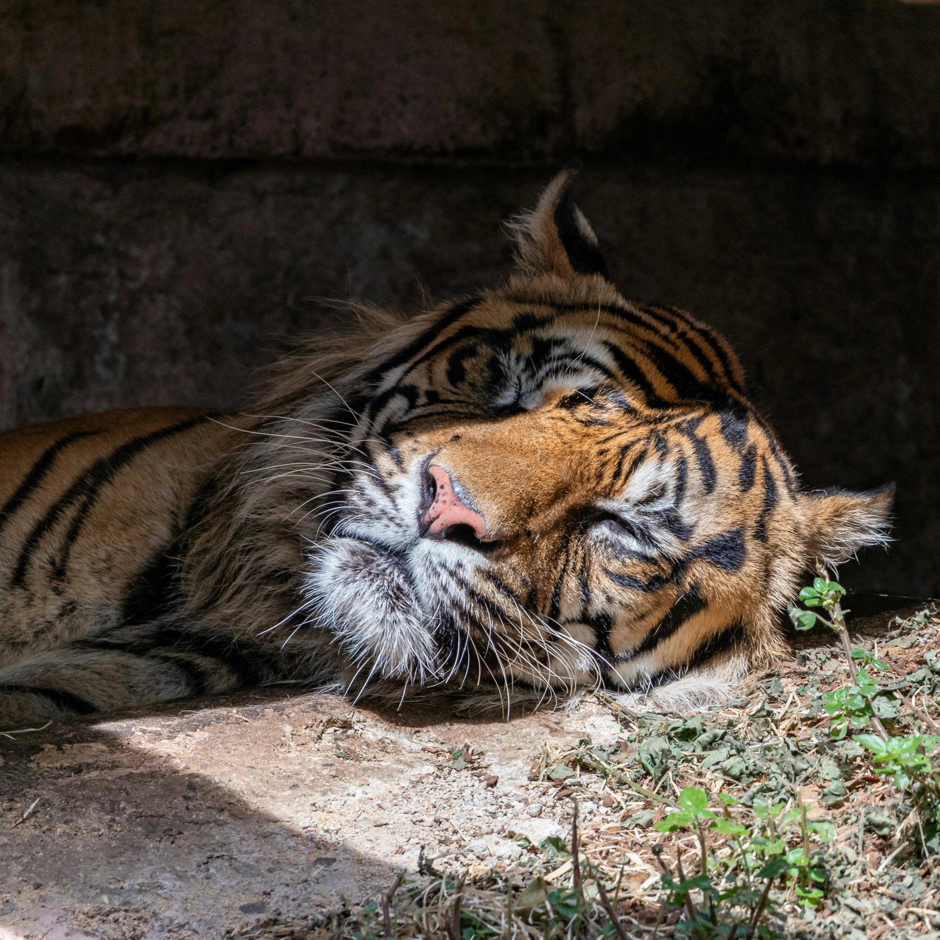 a tiger with its eyes closed laying on the ground