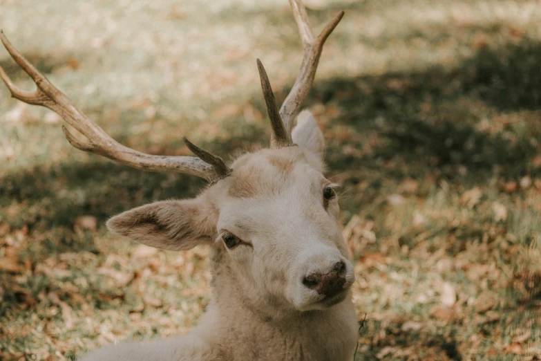 an image of deer in the wild with antlers on