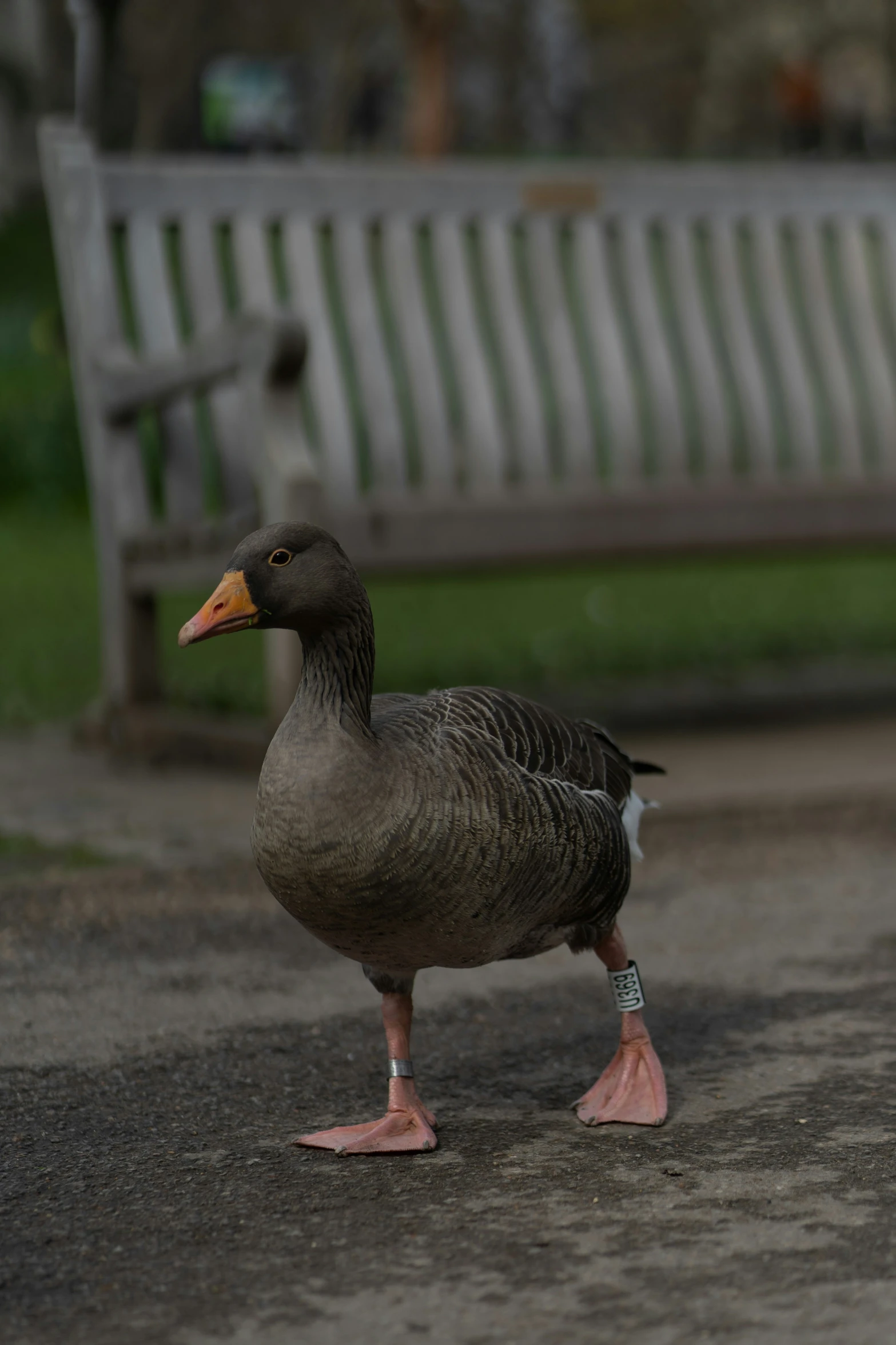 there is a duck standing on a path next to a park bench