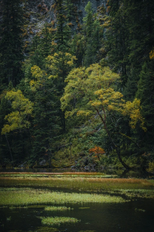 several trees sitting behind a body of water