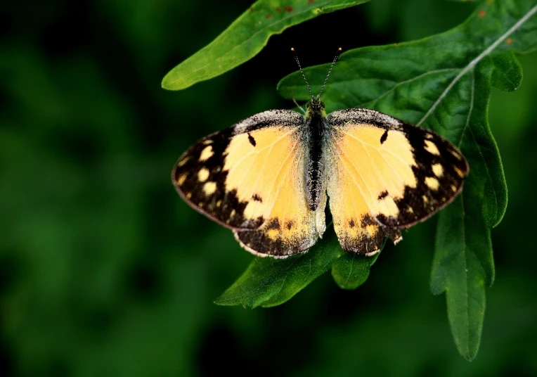 two erflies with black and yellow wings standing on a leaf