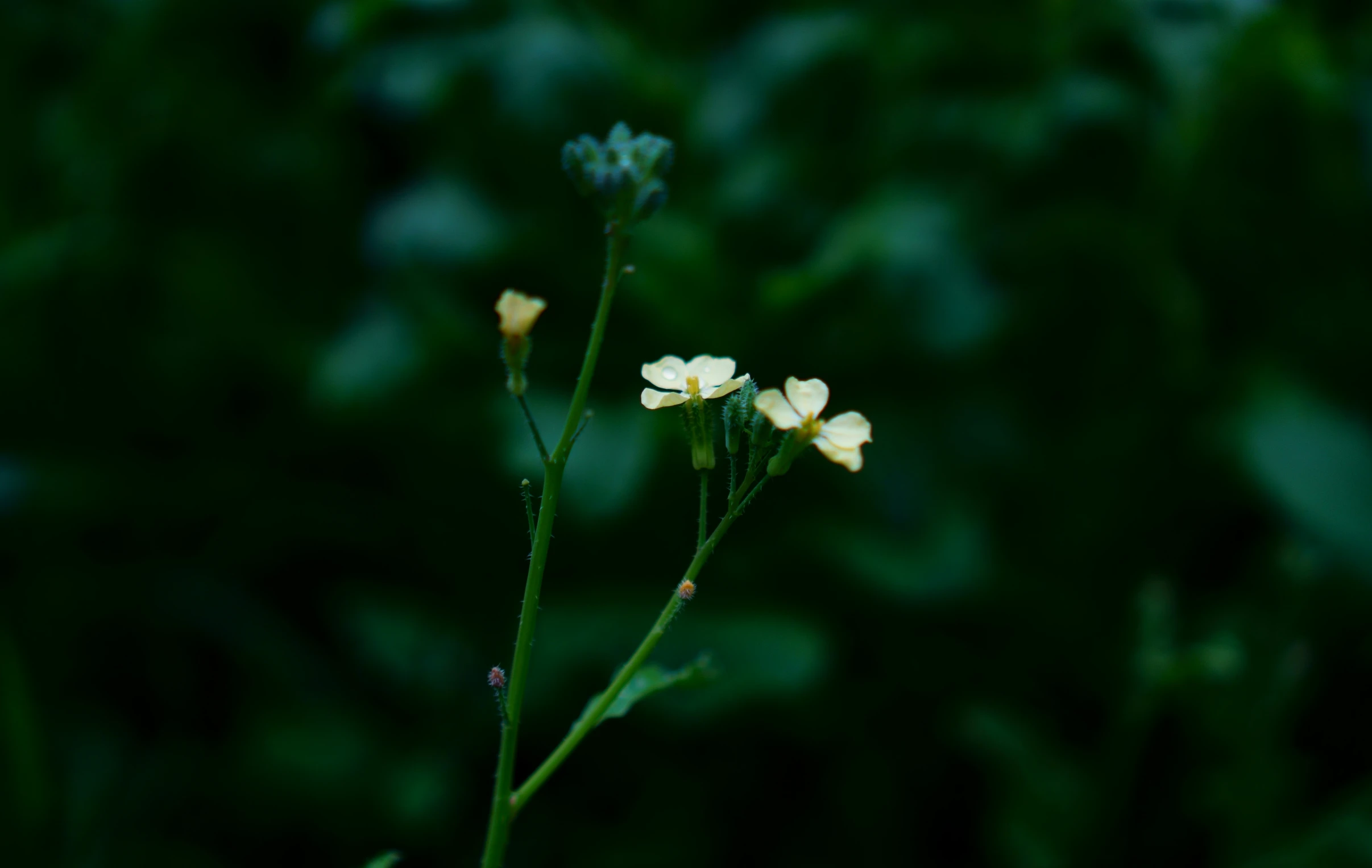 closeup image of two small white flowers