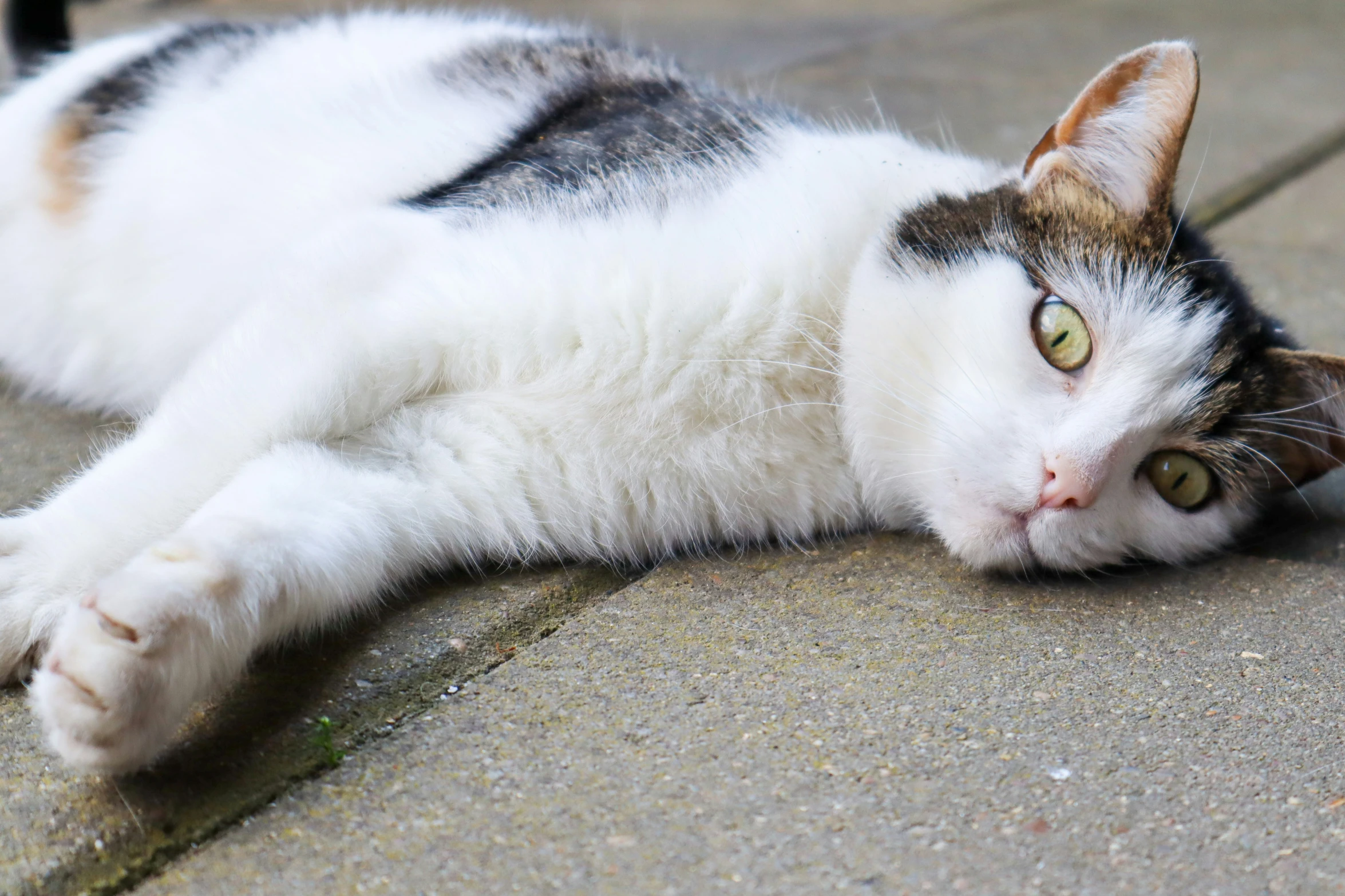 a calico cat laying on the ground while looking at the camera