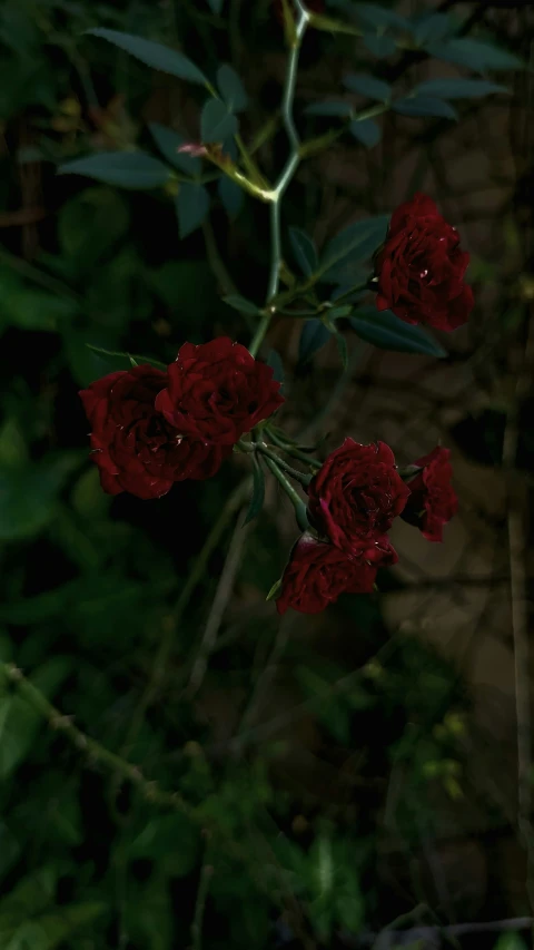 four roses are growing beside green foliage