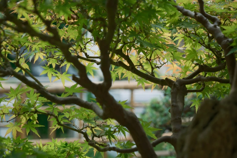 a bench sits under a tree near some benches