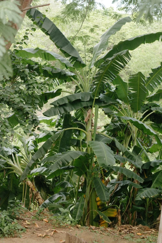 a tall palm tree next to some trees