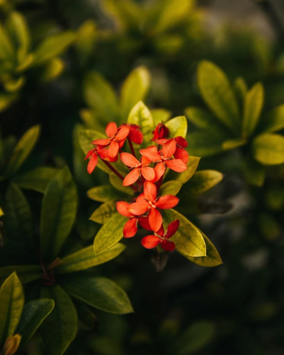 a red flower is sprinkled with green leaves