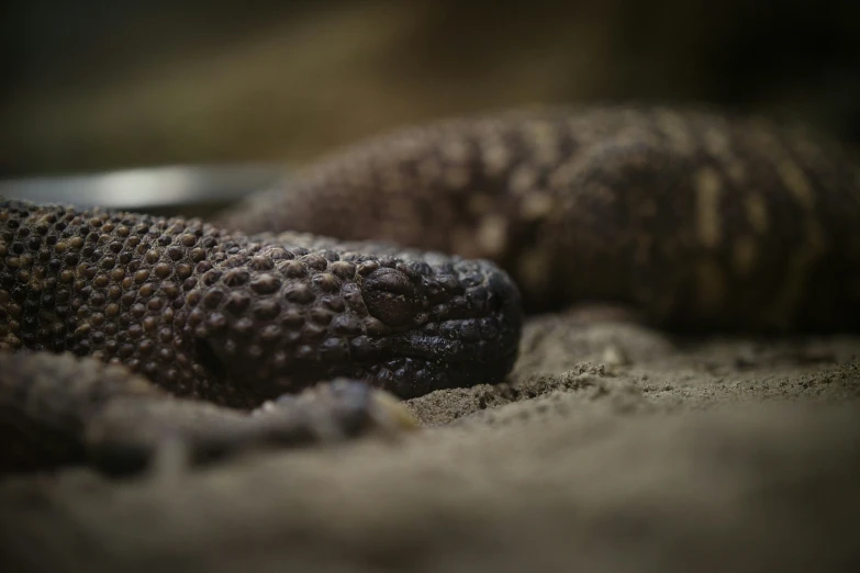 a closeup po of a monitor lizard's head
