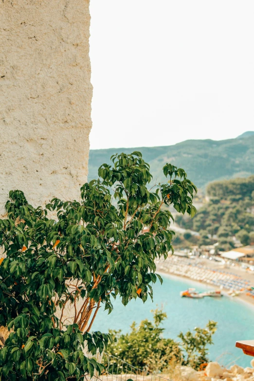 a tree is sitting near a wall near the water