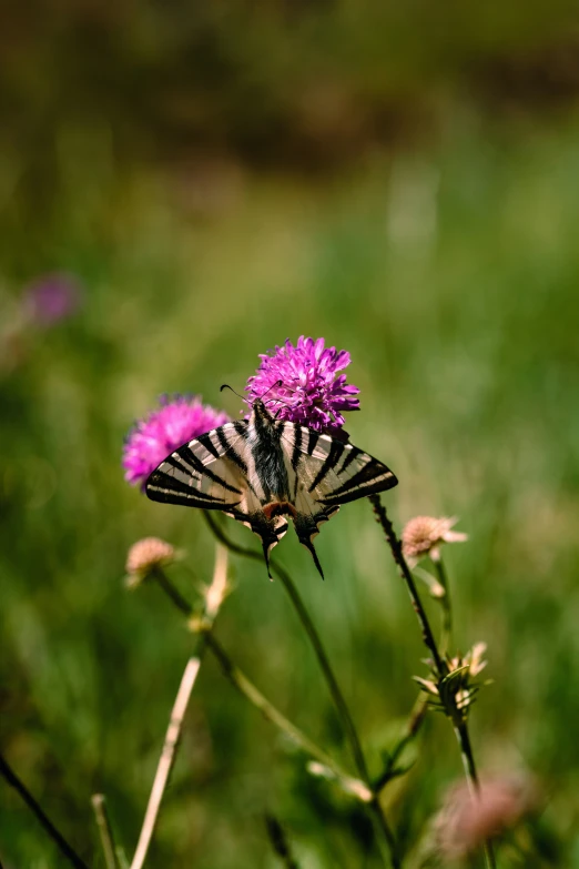 a white and black striped erfly on purple flowers