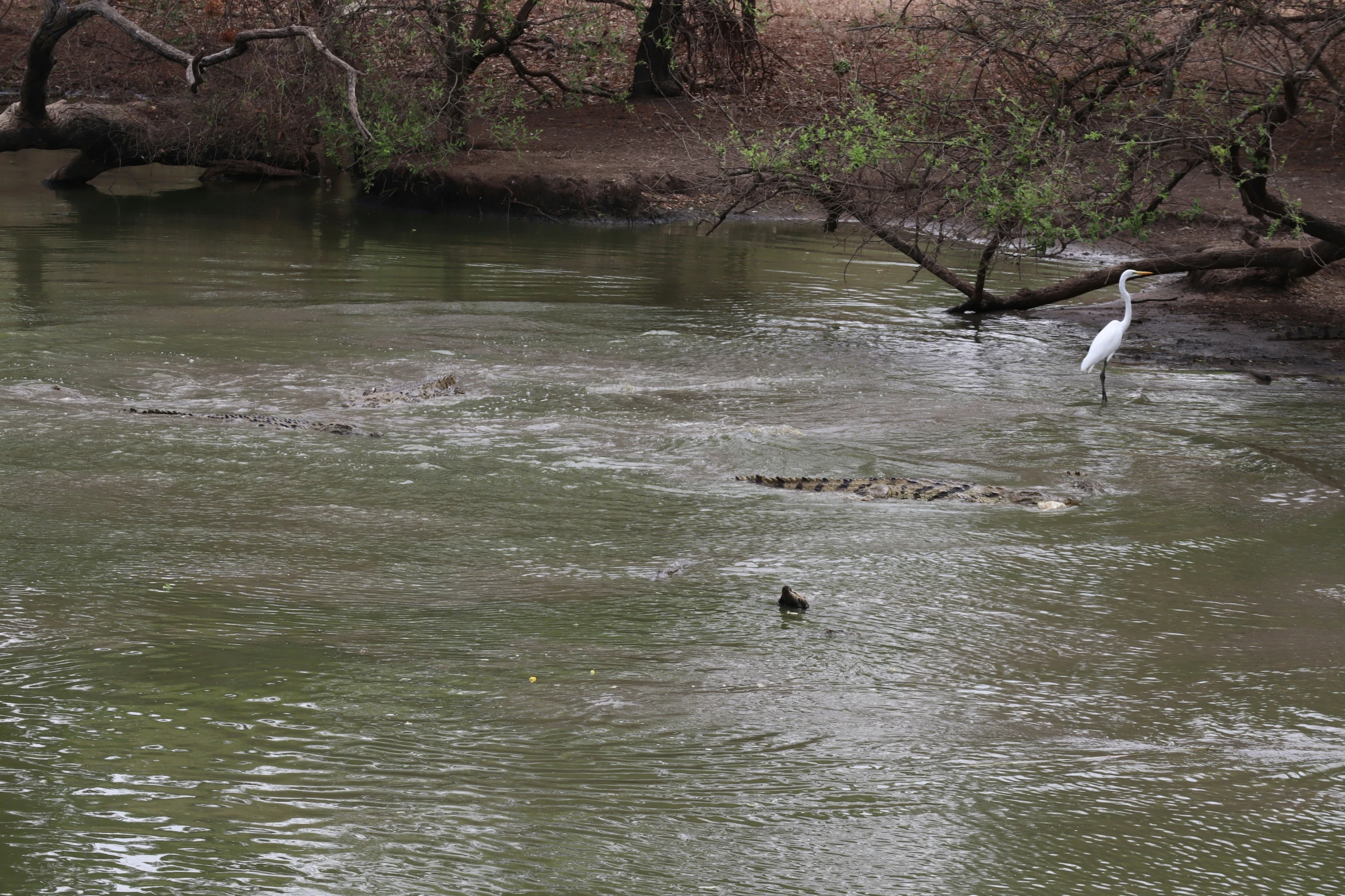 a bird walks through some shallow water