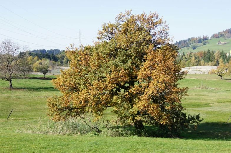 a tree with orange foliage stands in a field