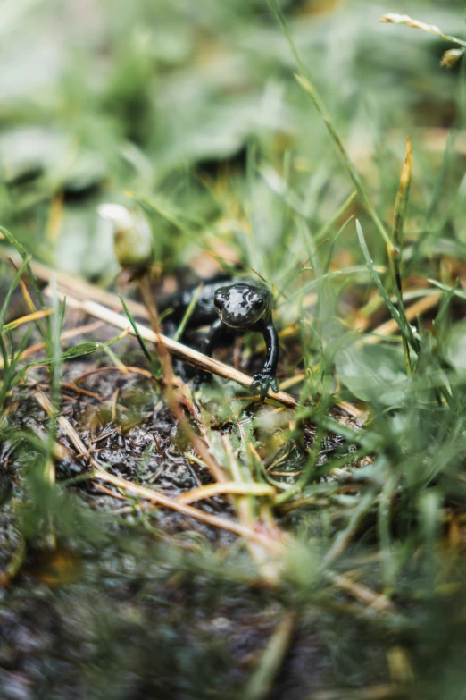 black bug sitting in the grass with lots of leaves