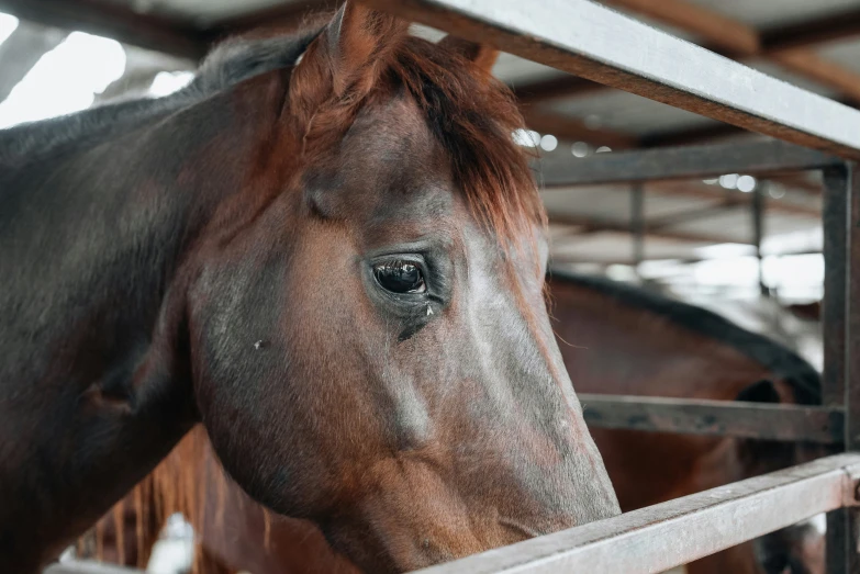 a horse standing behind a metal fence inside of a building