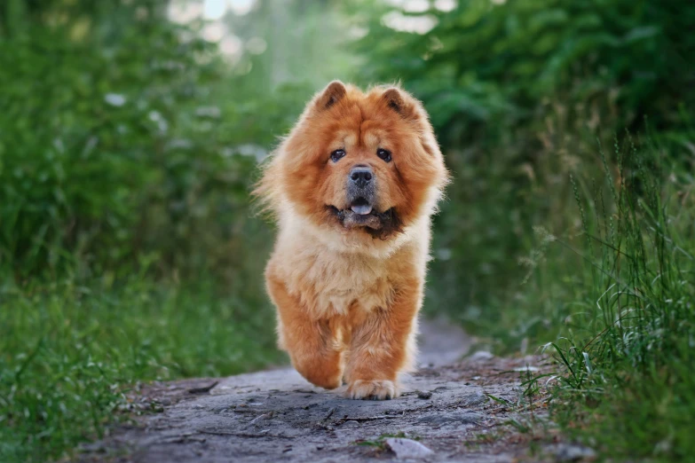 a brown dog walks down a dirt path