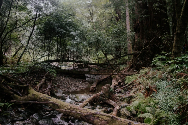 a creek flowing through a forest on a forest floor