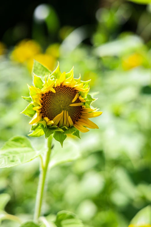 a big sunflower is blooming in a sunny field