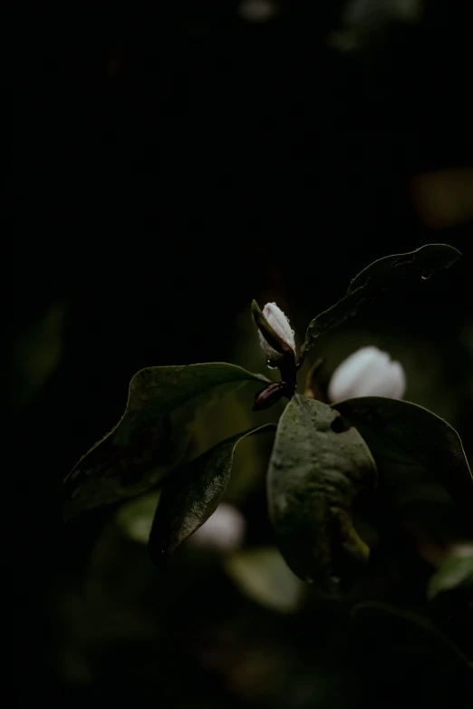 the flower and leaves are blooming in the dark