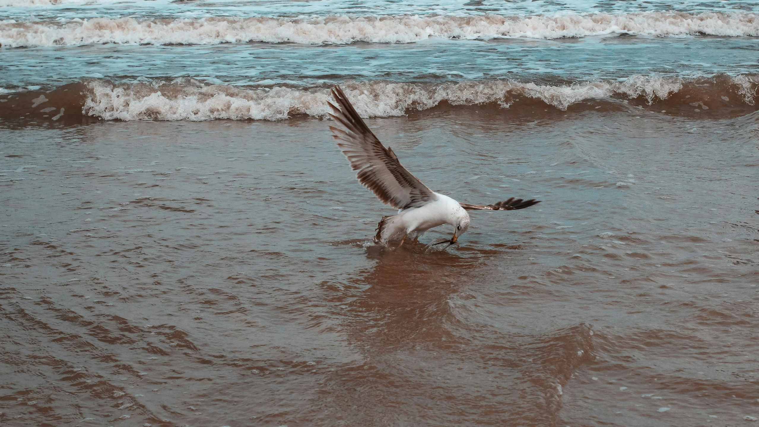 a seagull landing on a beach with its wings extended