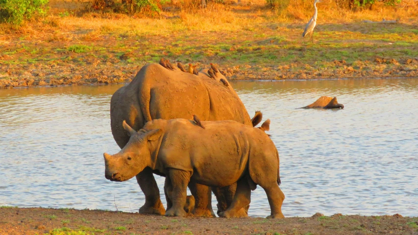 three rhinos and a couple of wildebeests at the water's edge