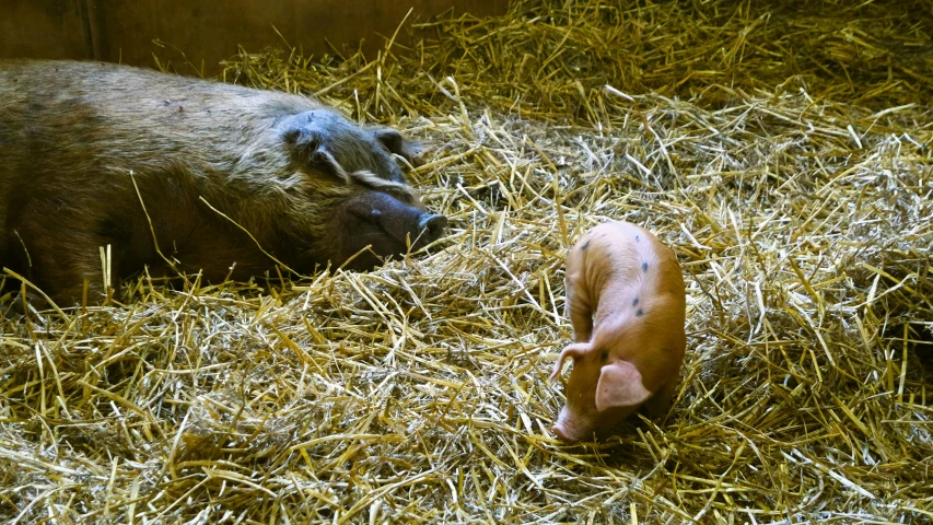 two pigs laying on dry grass with one pig on its side