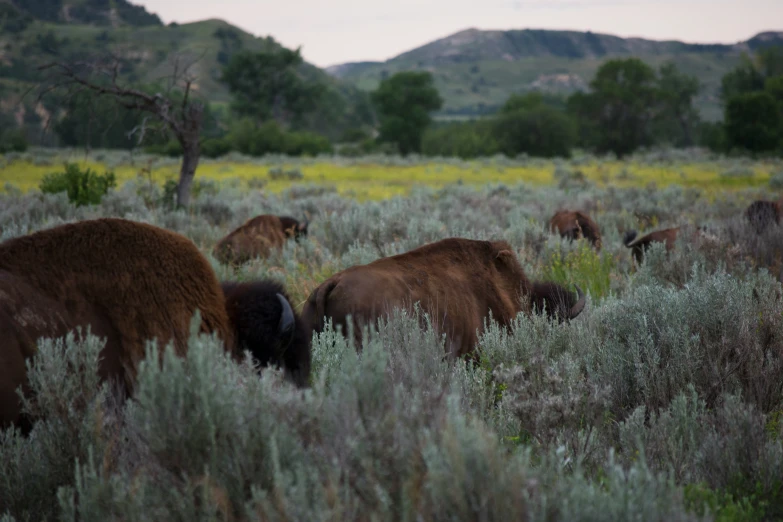 a herd of bison grazing in the field