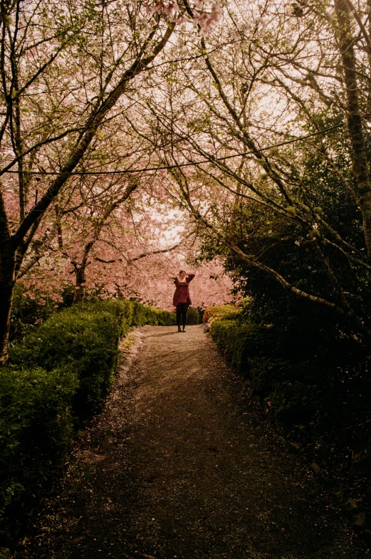 person on path near trees and grass with sun