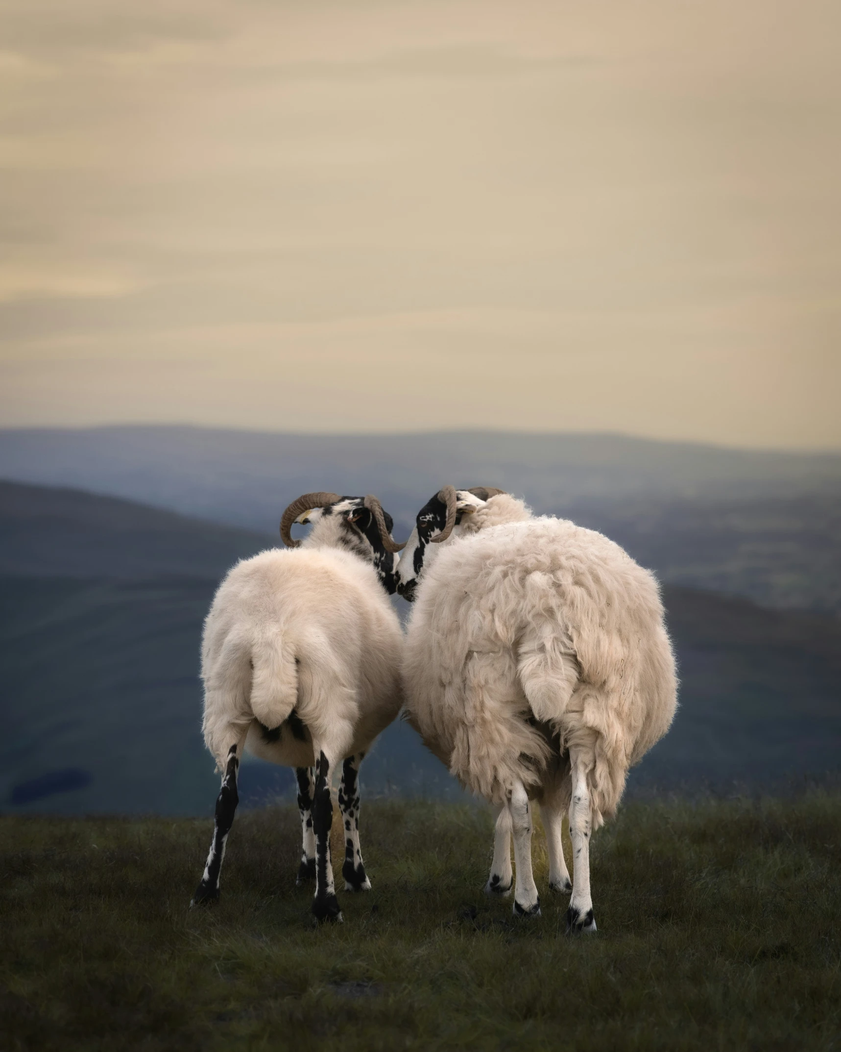 a couple of sheep standing on top of a grass covered field
