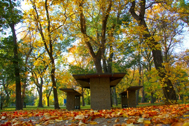 a park with some trees in autumn and leaves on the ground