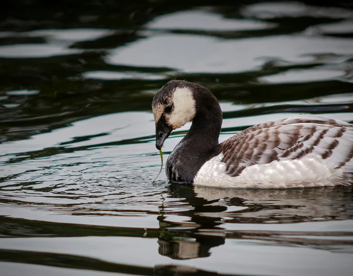 the duck is looking for food in the water