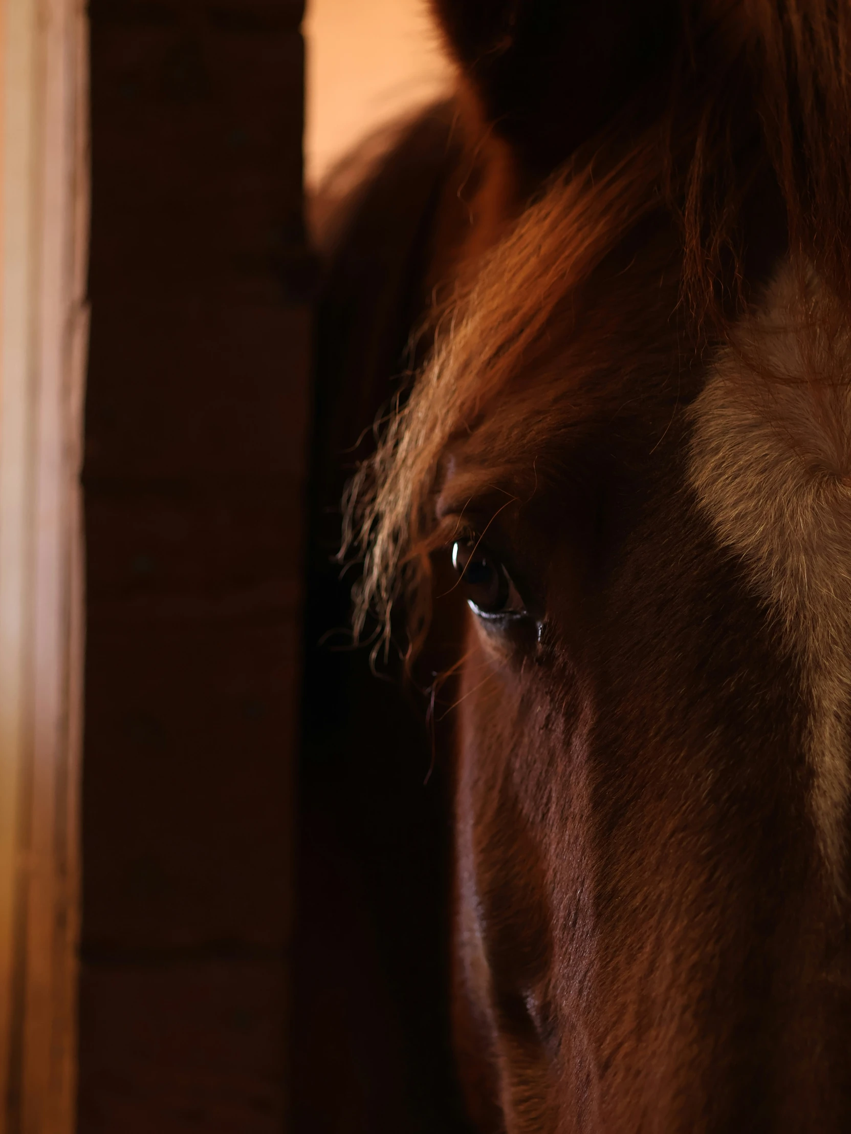 a brown horse looking out of a stable door