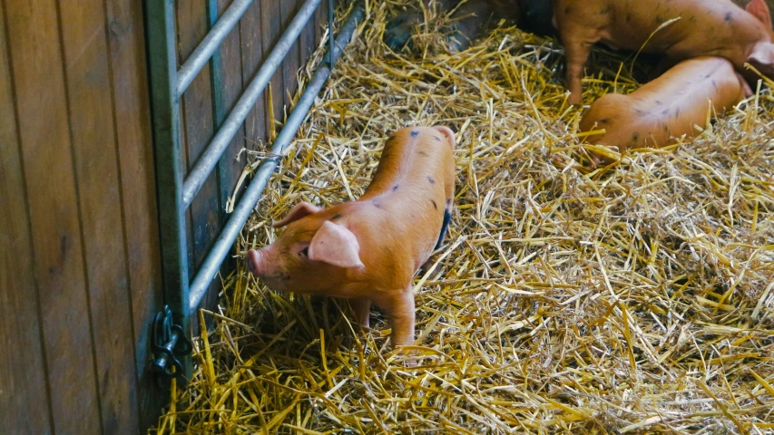 several small pigs in a fenced in enclosure