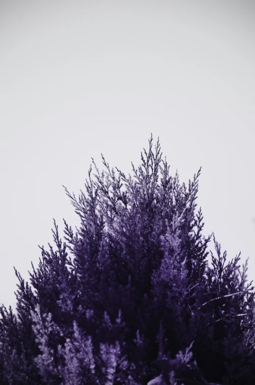 there is purple trees against a white background