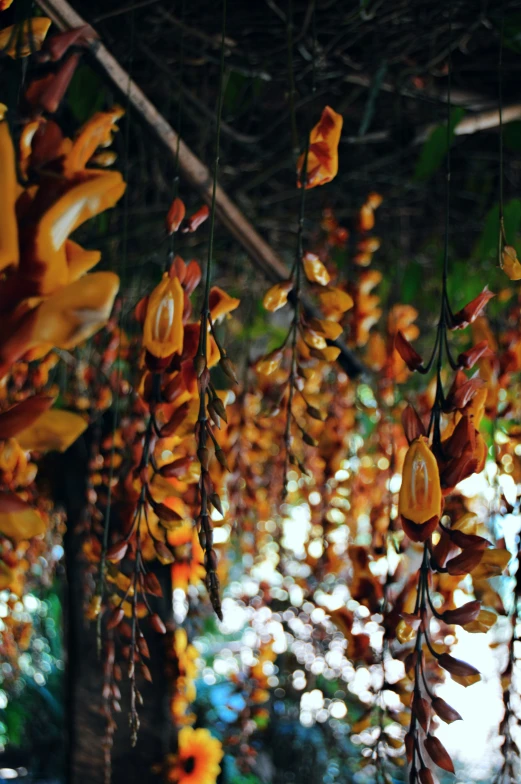 a bunch of hanging plants in an outdoor area