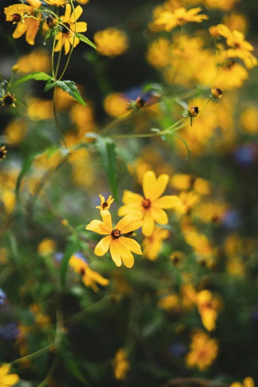 the yellow flowers are blooming in the field