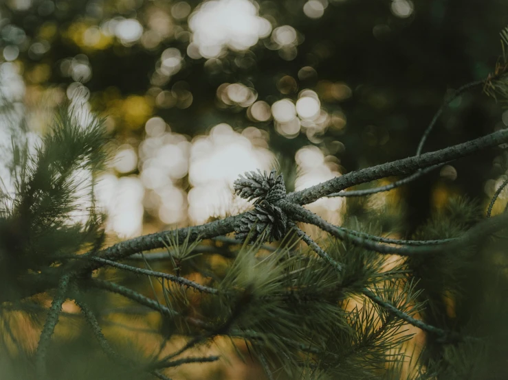 the nches of pine tree have blurred light