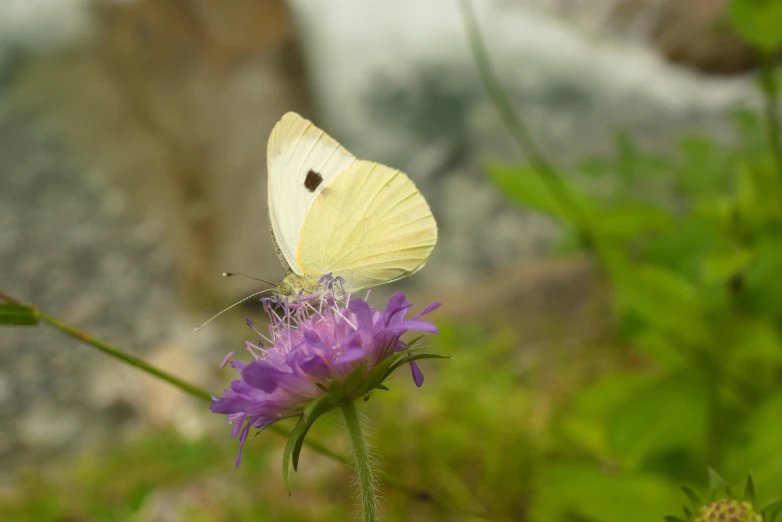 a yellow and white erfly sitting on a pink flower