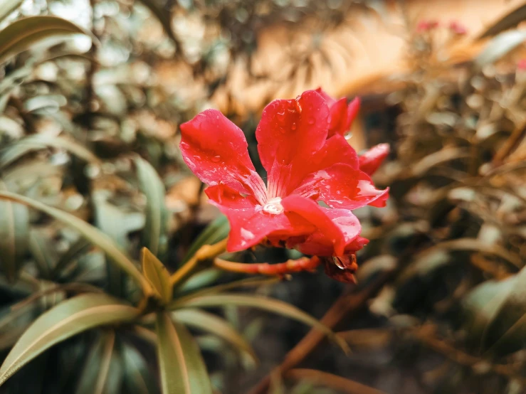 an image of a blooming red flower near many trees