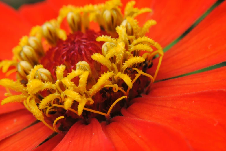 some yellow and red flowers with lots of stiping pollen