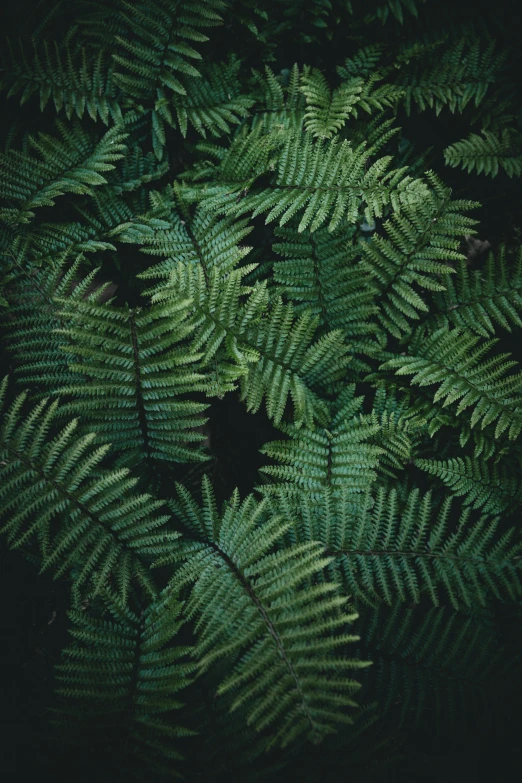 a fern with a green and yellow center