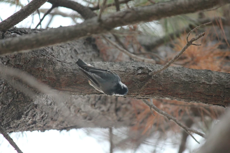 a bird is sitting on a nch in the woods