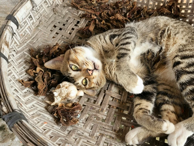 a kitten lying in a basket with its head on a nut