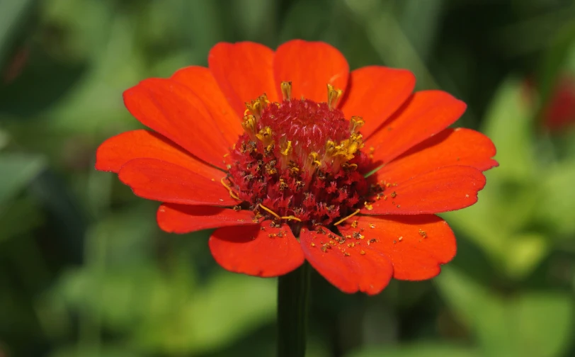 bright orange flower with yellow stigmas in the center